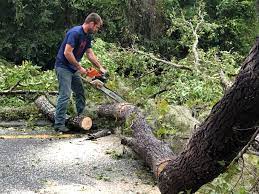 Professional Tree Care in Millstadt, IL