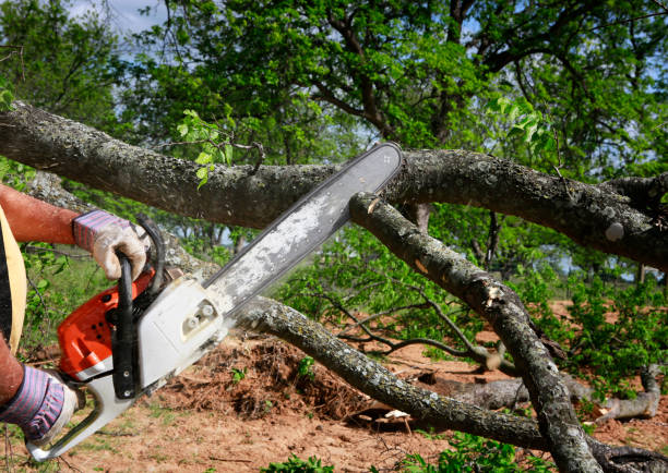 How Our Tree Care Process Works  in  Millstadt, IL